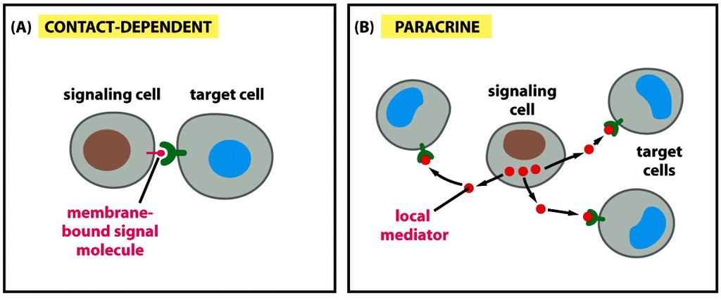 Μεταβίβαση Σημάτων signal transduction