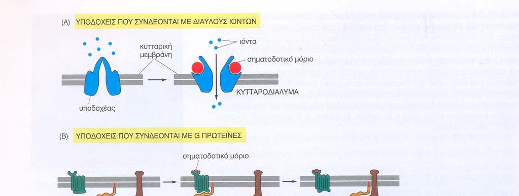 Μόρια πολύ μεγάλα ή υδρόφιλα διαπερνούν την κυτ. Μεμβράνη μέσω ΥΠΟ ΟΧΕΩΝ Υπάρχουν 3 μεγάλες οικογένειες εξωκυττάριων υποδοχέων.