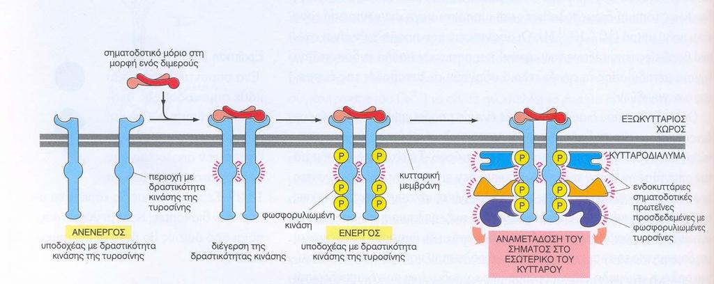 Ενεργοποιημένοι υποδοχείς με ενεργότητα κινάσης της τυροσίνης συναρμολογούν ένα σύμπλοκο ενδοκυττάριων σηματοδοτικών πρωτεϊνών Στις θέσεις αυτές προσδένονται 10/20 ενδοκυττάριες σηματοδοτικές