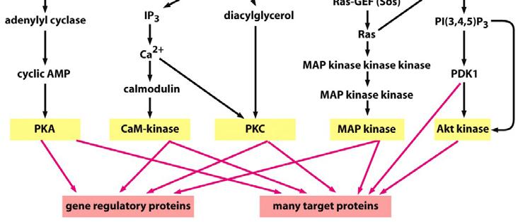σε όλες αυτές τις οδούς οι πρωτεϊνικές κινάσες φωσφορυλιώνουν πολλές πρωτεΐνες και άλλες που δεν ανήκουν σε