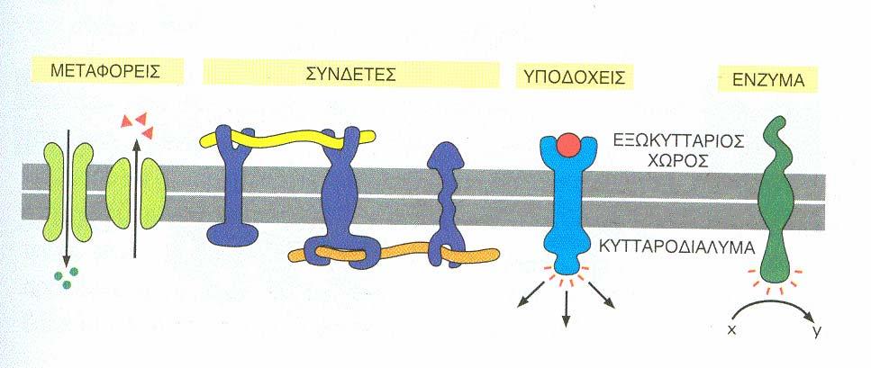 Οι μεμβρανικές πρωτεΐνες είτε : εκτείνονται σεόλοτοεύροςτης διπλοστοιβάδας- διαμεμβρανικές πρωτεϊνες.