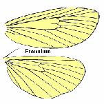 φτερά Άγκιστρα (hamuli) µικροσκοπικά άγκιστρα στα