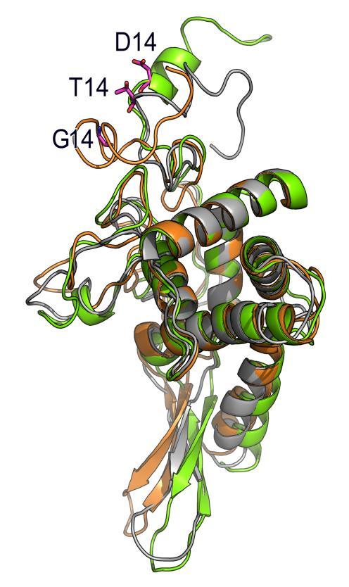 rps5-t(14)d (δεξιά) Παρατηρείται ότι με την μετάλλαξη σε Gly, αλλάζει η διαμόρφωση της πρωτεΐνης.