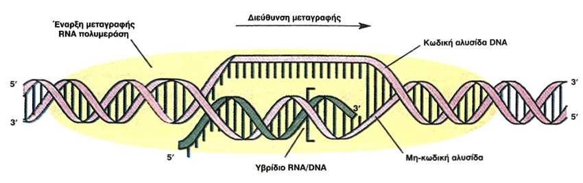 Μεταγραφή του DNA Δράση της RNA πολυμεράσης κατά την έναρξη της μεταγραφής: 1. Πρόσδεση στον υποκινητή 2. Τοπικό ξετύλιγμα της διπλής έλικας του DNA 3.