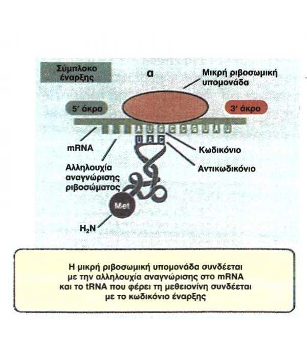 Φάση 1 -Έναρξη Το mrna προσδένεται μέσω μίας αλληλουχίας που υπάρχει στην 5 αμετάφραστη περιοχή με το rrna της μικρής