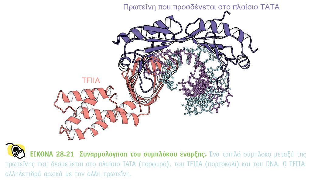 Η επιφάνεια της σέλας της ΤΒΡ παρέχει