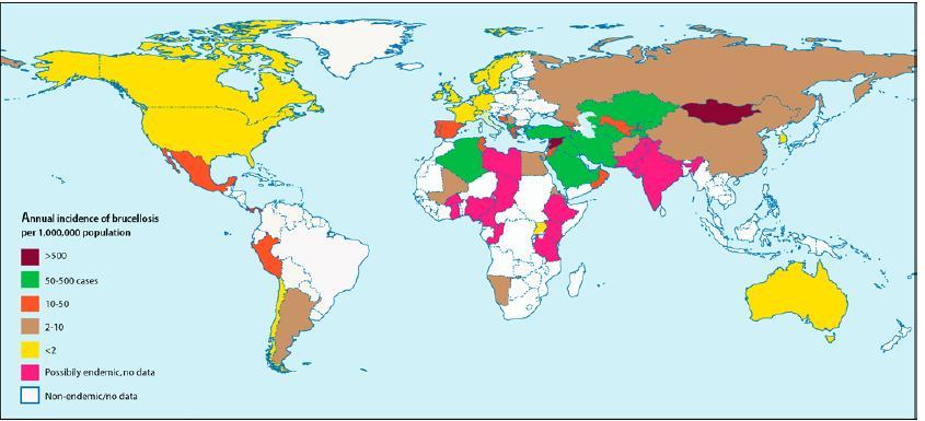 Βρουκέλλωση η συνηθέστερη ζωονόσος παγκοσμίως > 500.