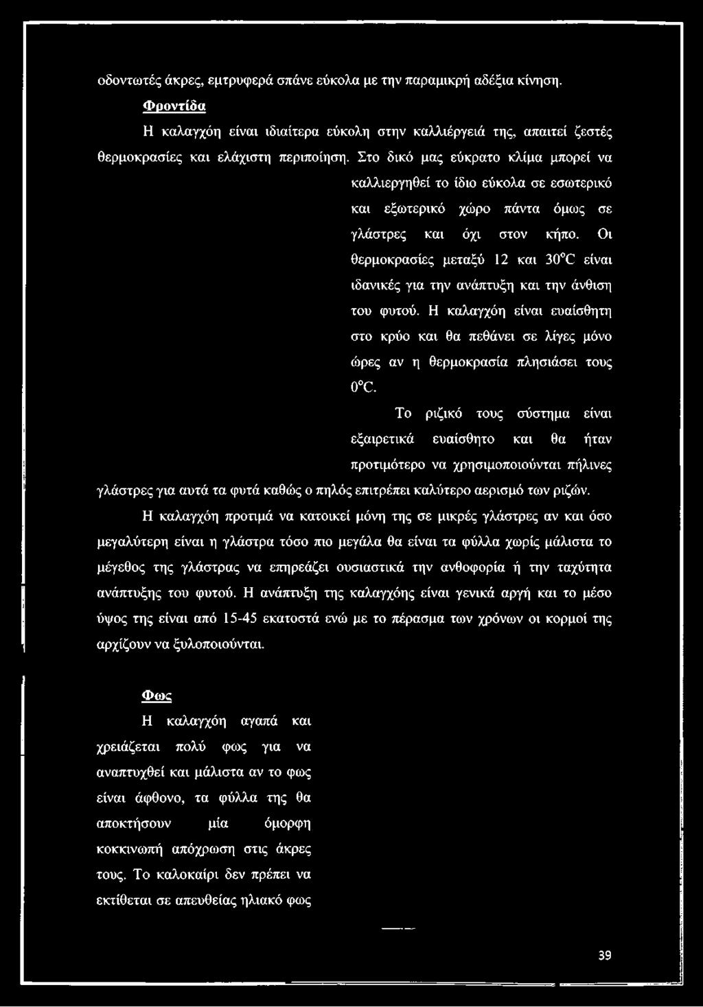 Στο δικό μας εύκρατο κλίμα μπορεί να καλλιεργηθεί το ίδιο εύκολα σε εσωτερικό και εξωτερικό χώρο πάντα όμως σε γλάστρες και όχι στον κήπο.