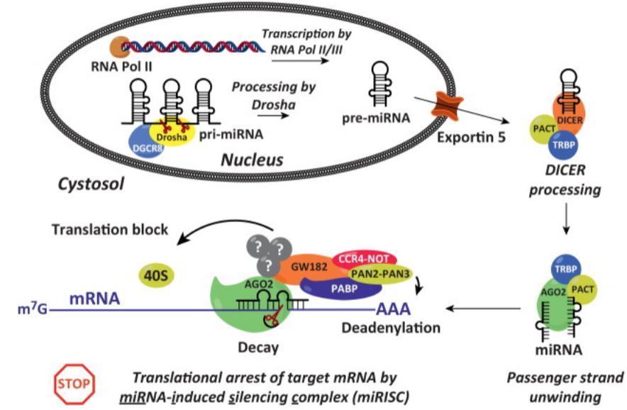 Επιγενετική ρύθμιση μέσω παρεμβολής μορίων RNA: Σύνθεση mirnas Παραγωγή δίκλωνου primary-mirna, με χαρακτηριστική δομή φουρκέτας Τα μόρια mirna παράγονται είτε από κωδικοποιούσες είτε από μη