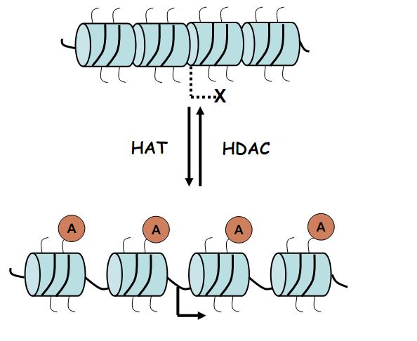 Επιγενετικές τροποποιήσεις των ιστονών πρωτεϊνών: Ακετυλίωση Μεταφορά ακετυλικής ομάδας σε αμινοξικό κατάλοιπο Λυσίνης ή Αργινίνης και δημιουργία ε-ν ακέτυλο-λυσίνης ή ε-ν-ακέτυλο-αργινίνης.