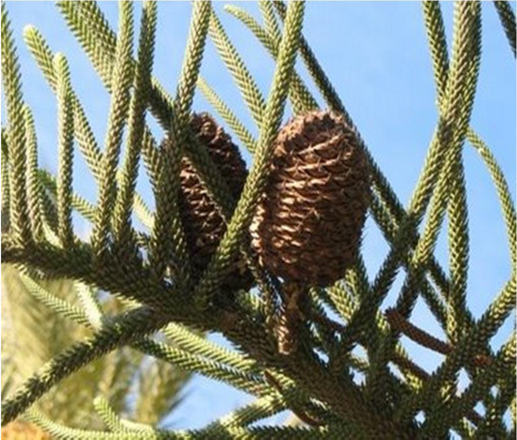 Araucaria heterophylla: Επάνω γενική εικόνα του δένδρου, κάτω αριστερά ώριμοι θηλυκοί κώνοι, δεξιά ώριμοι αρσενικοί κώνοι. καλυπτόμενα στα μακροκλάδια και χωρίς ποδίσκους.