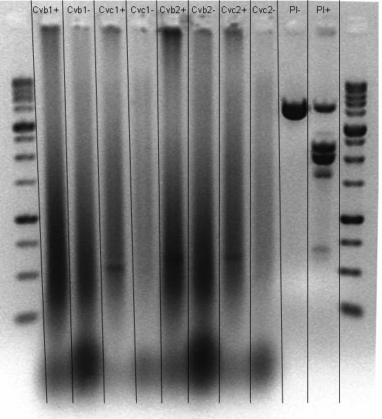 F1a, F4a Ωρωπός x Αχελώος F1b, F4b Ορφέας x Ωρωπός a1, b1, c1 Εκκίνητης UBC 811 a2, b2, c2 Εκκινητής UBC 834 Cva Αχελώος Cvb