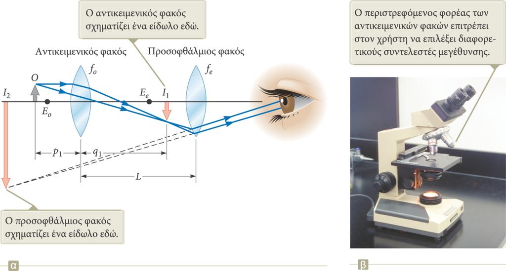 Το σύνθετο μικροσκόπιο Το σύνθετο μικροσκόπιο αποτελείται από δύο φακούς. Παρέχει μεγαλύτερη μεγέθυνση απ ό,τι ένας φακός.