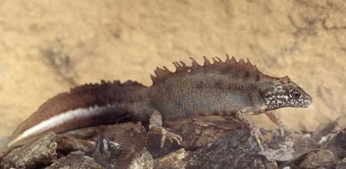 Triturus