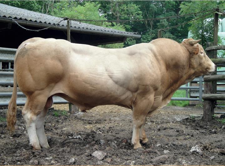 ΤΜΒΑΣΙΚΟ ΠΕΡΜΑ BLONDE D'AQUITAINE ΠΡΟΕΛΕΤΗ