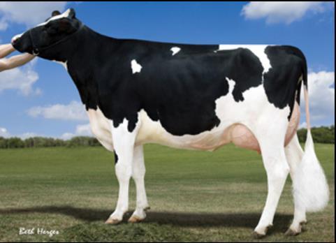 7 1080f 3.3 965p lbs. Παππούρ από μηηέπα: ENSENADA TABOO PLANET-ET Γιαγιά από μηηέπα: OPSAL O MAN FANTASY Γηαθξίζεηο: EX-93, EX-MS, 2E, DOM 4-05 2x 365d 48,760m 3.6 1755f 3.0 1466p lbs.