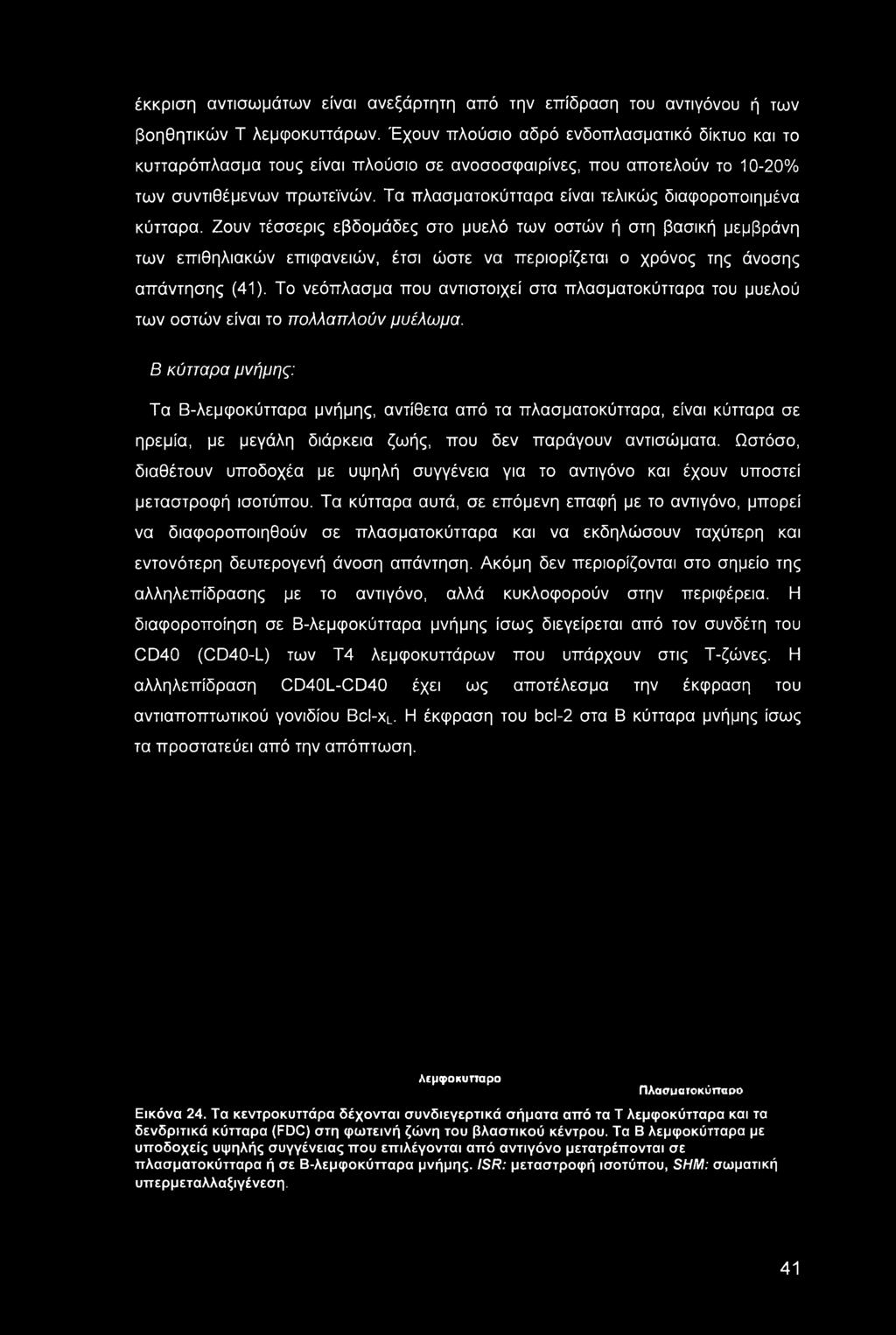 Τα πλασματοκύτταρα είναι τελικώς διαφοροποιημένα κύτταρα.