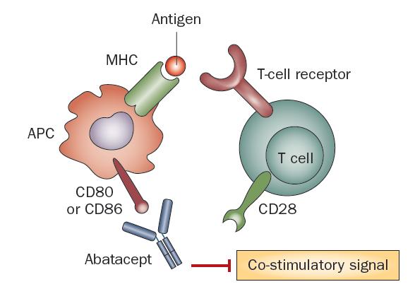 ΡΑ: ABATACEPT Woodrick, R S, Nat. Rev. Rheumatol.