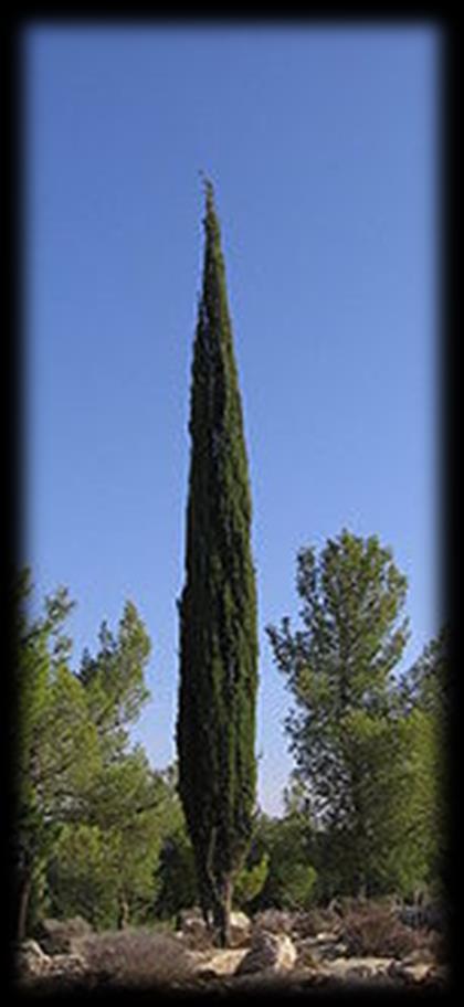 ΚΥΠΑΡΙΣΣΙ Γυμνόσπερμο, κωνοφόρο, αειθαλές φυτό, το κυπαρίσσι ανήκει στην οικογένεια των Κυπαρισσοειδών. Τα περισσότερα είδη είναι δέντρα που φτάνουν σε ύψος τα 30 μέτρα και έχουν σχήμα οβελίσκου.