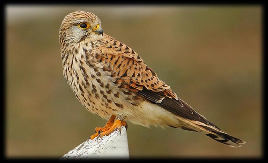 ΣΙΑΧΙΝΙ Το Σιαχίνι επιστημονική ονομασία Falco tinnunculus είναι είδος γερακιού γένος Falco. Το είδος περιλαμβάνει 12 υποείδη.