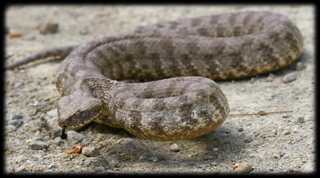 ΟΧΙΑ Η οχιά ή κοινώς κοντονούρα, φίνα ή πατσάλα, είναι το μοναδικό επικίνδυνο για τον άνθρωπο δηλητηριώδες φίδι της Κύπρου.