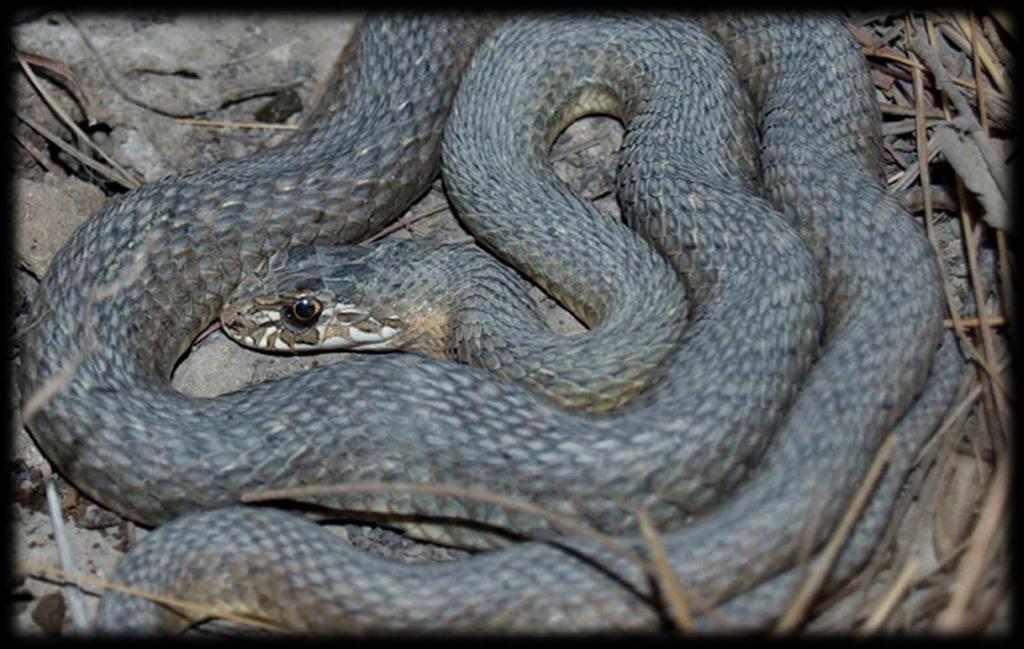 ΣΑΙΤΑ Οπισθόγλυφο Φέρει δηλητήριο στα πίσω δόντια Ακίνδυνο για τον άνθρωπο Μεγάλο και αρκετά δυνατό φίδι που το μήκος του μπορεί να φτάσει τα δύο μέτρα.
