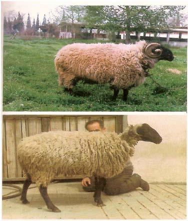 ΑΝΑΣΚΟΠΗΣΗ ΒΙΒΛΙΟΓΡΑΦΙΑΣ Το πρόβατο της φυλής Σερρών ανήκει στην κατηγορία των ομοιόμαλλων προβάτων και εκτρέφεται υπό μόνιμη (μη μετακινούμενη) μορφή κυρίως στην πεδιάδα των Σερρών.