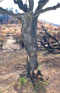 Τα δένδρα έχουν ζηµιά καεί σε όλο το υπέργειο τµήµα τους.