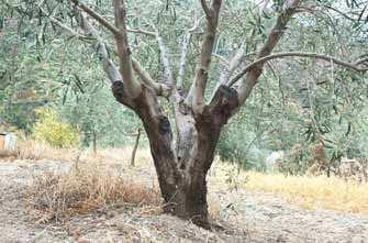 Κατηγορία 3 η Δένδρα που αναβλάστησαν από την περιοχή του κορµού Κατηγορία 4η Δένδρα που αναβλάστησαν από το ύψος των πρωτογενών βραχιόνων και θα υποστούν καρατόµηση στο ύψος αυτό Εικόνα 5.