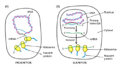 BIOXHMEIA, TOMOΣ I ΠANEΠIΣTHMIAKEΣ EKΔOΣEIΣ