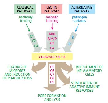 Ενεργοποίηση συμπληρώματος Κλασσικό μονοπάτι Πρόσδεση αντισωμάτων Μονοπάτι Λεκτινών Πρόσδεση μαννόζης Εναλλακτικό Μονοπάτι Επιφάνεια παθογόνων Προσκόληση μορίων του συμπληρώματος