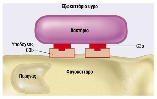 Λειτουργία του