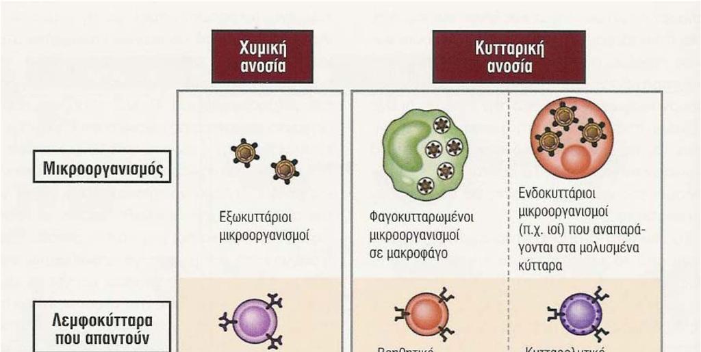Επίκτητη ανοσία ΧΥΜΙΚΗ ΑΝΟΣΙΑ Διαφοροποίηση Β Λεμφοκυττάρων Διέγερση Β Λεμφοκυττάρων με
