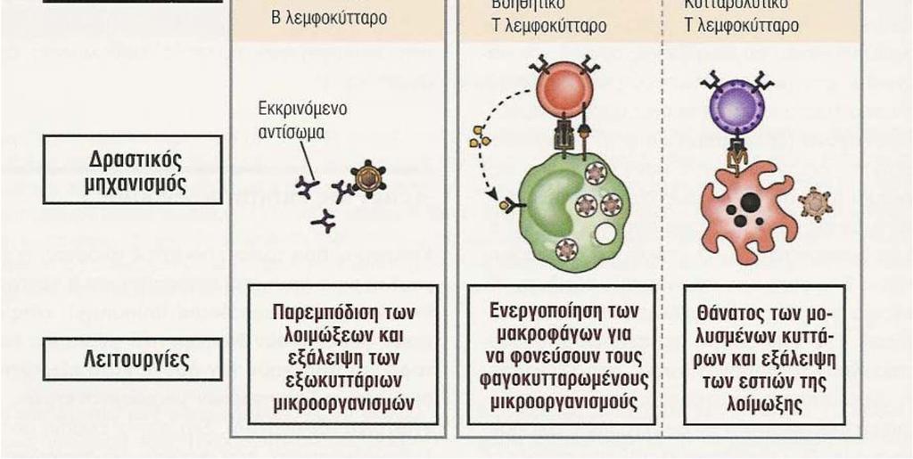 Παραγωγή Αντισωμάτων ΚΥΤΤΑΡΙΚΗ ΑΝΟΣΙΑ Διαφοροποίηση Τ Λεμφοκυττάρων Διέγερση Τ Λεμφοκυττάρων με