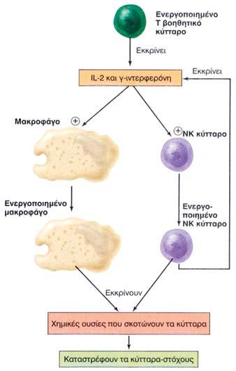 Λειτουργία ΝΚ κυττάρων