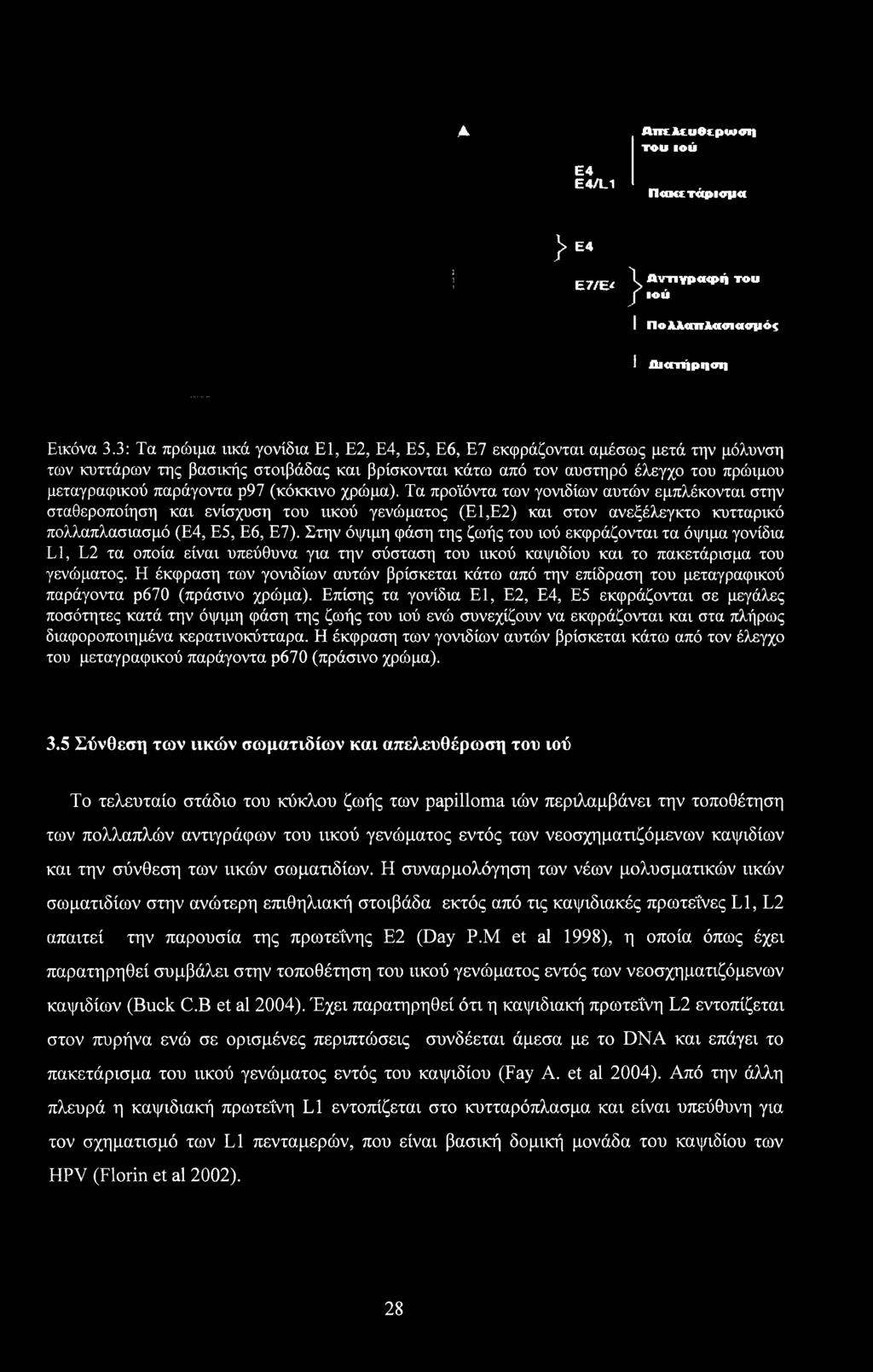 ρ97 (κόκκινο χρώμα). Τα προϊόντα των γονιδίων αυτών εμπλέκονται στην σταθεροποίηση και ενίσχυση του ιικού γενώματος (Ε1,Ε2) και στον ανεξέλεγκτο κυτταρικό πολλαπλασιασμό (Ε4, Ε5, Ε6, Ε7).