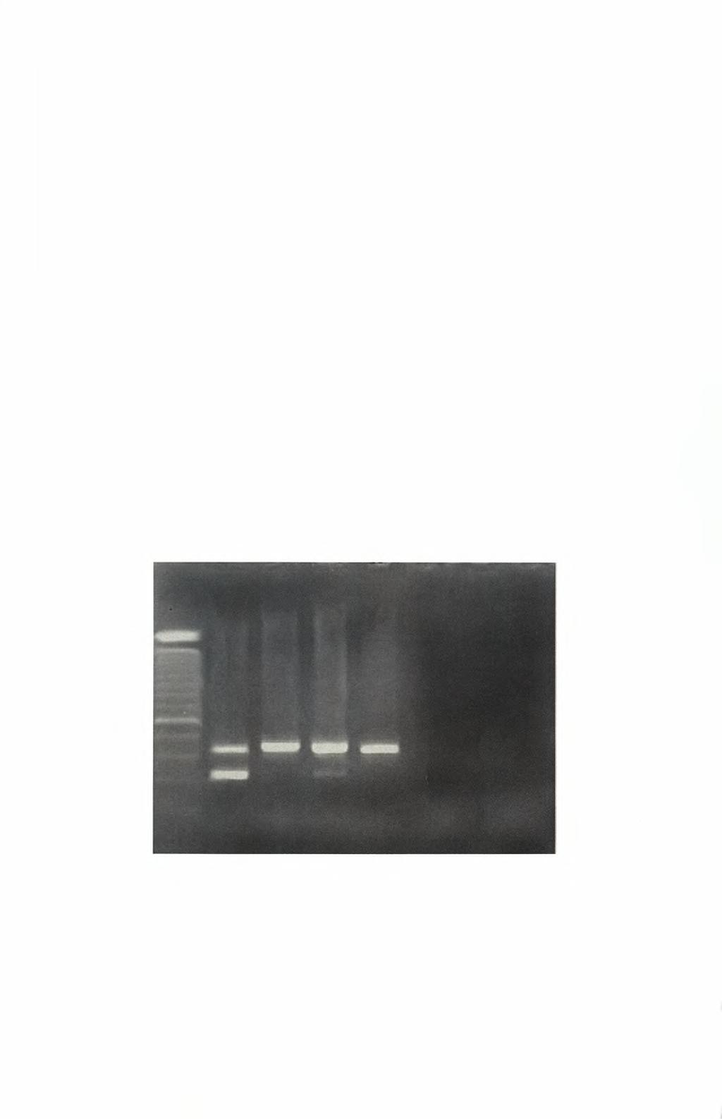 ddh20 (θέση 13) δεν έχει δώσει σήμα ενίσχυσης γεγονός που δείχνει ότι δεν υπάρχει επιμόλυνση στην διαδικασία. Η διαδικασία αυτή πραγματοποιήθηκε και για τα 71