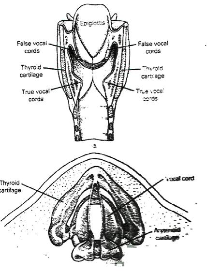 Σχήμα 8.3: Σχηματική αναπαράσταση του λάρυγγα (πάνω) και τομή όπου εμφανίζονται οι φωνητικές χορδές (κάτω). λάρυγγας περιέχει τις φωνητικές χορδές.