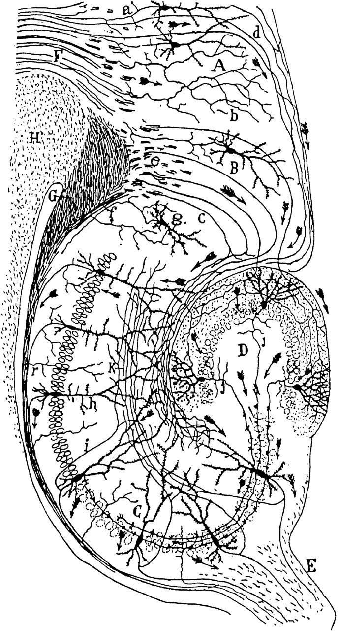 Ramon y Cajal Ιππόκαμποσ