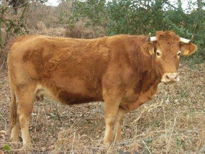 Αυτά φαίνεται να ανταποκρίνονται καλύτερα στις δύσκολες συνθήκες του κτηνοτροφικού συστήματος και στις πρακτικές που χρησιμοποιούν οι κτηνοτρόφοι.