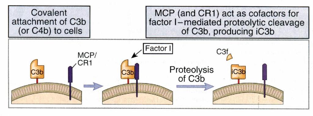 Σερινική πρωτεάση MCP, Factor H, C4BP, and CR1 συνένζυμα του παράγοντα I διάσπαση των C3b ή C4b.