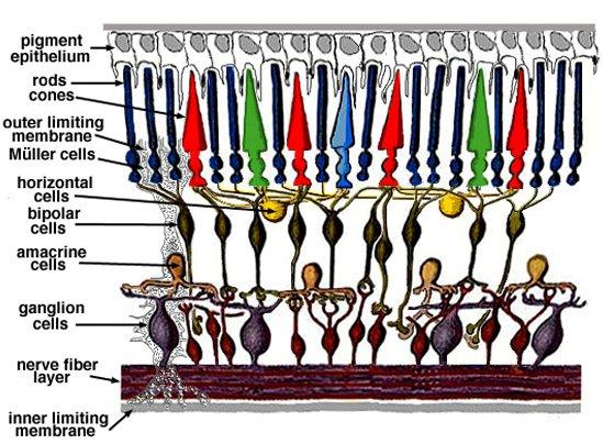 ΑΝΑΤΟΜΙΑ ΤΟΥ ΟΦΘΑΛΜΟΥ - ΑΜΦΙΒΛΗΣΤΡΟΕΙΔΗΣ- Ο αμφιβληστροειδής μετατρέπει τις οπτικές εικόνες σε βιοηλεκτρικά σήματα