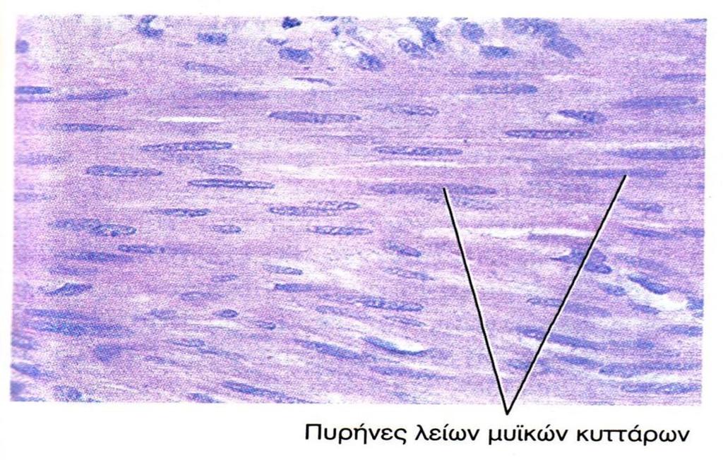 Μυϊκός Ιστός 4/4 Λείος μυϊκός ιστός Κύτταρα επιμήκη,