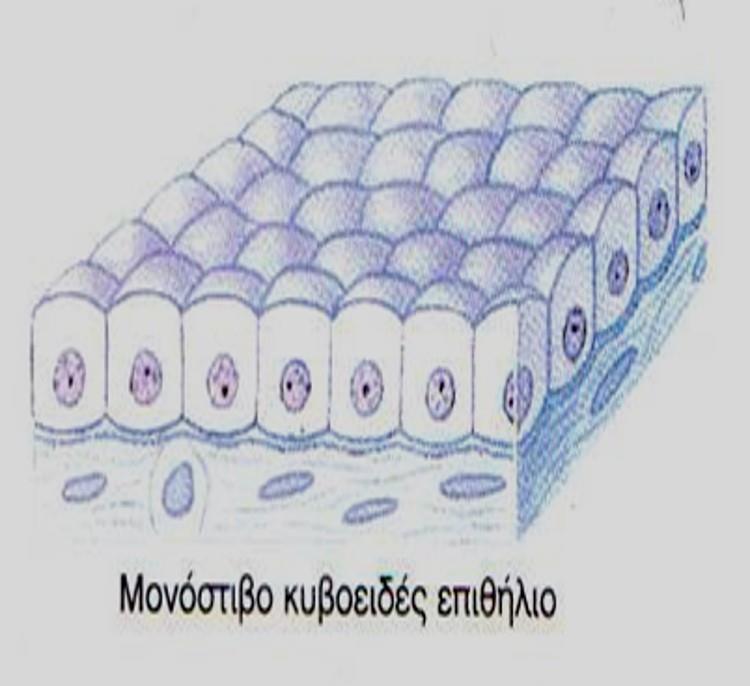 Επιθηλιακός Ιστός 4/6 Μονόστιβο κυβοειδές επιθήλιο Κύτταρα