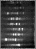 Πολλαπλό PCR multiplex PCR με ή