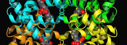 Τετραμερές μόριο (2 -τύπου αλυσίδες αιμοσφαιρίνης & 2