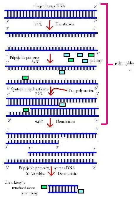 Molekulárna diagnostika 3. Molekulárna diagnostika 3.1. Polymerázová reťazová reakcia (PCR) Ide o biochemickú reakciu, enzymatickú amplifikáciu deoxyribonukleovej kyseliny (DNA) in vitro (Obr.