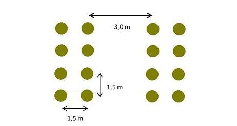 Εικόνα 34: Αραιή φύτευση [17] *Ο παραπάνω τρόπος φύτευσης είναι ενδεικτικός και διαφέρει ανάλογα με την ποσότητα των δενδρυλλίων/στρέμμα που