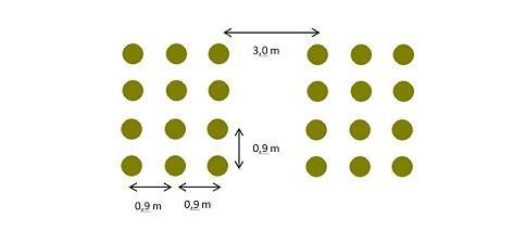 6 Πυκνή φύτευση Σε αυτή την περίπτωση η φύτευση πραγματοποιείται σε τριπλές σειρές, όπου το κάθε δενδρύλλιο απέχει περίπου 90 cm από το άλλο.