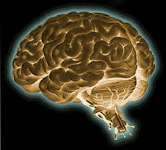 Από την ανασκόπηση της λειτουργικής εγκεφαλικής ασυμμετρίας έχει διαπιστωθεί ότι τα δύο εγκεφαλικά
